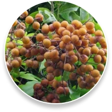 ProstaPure Saponins